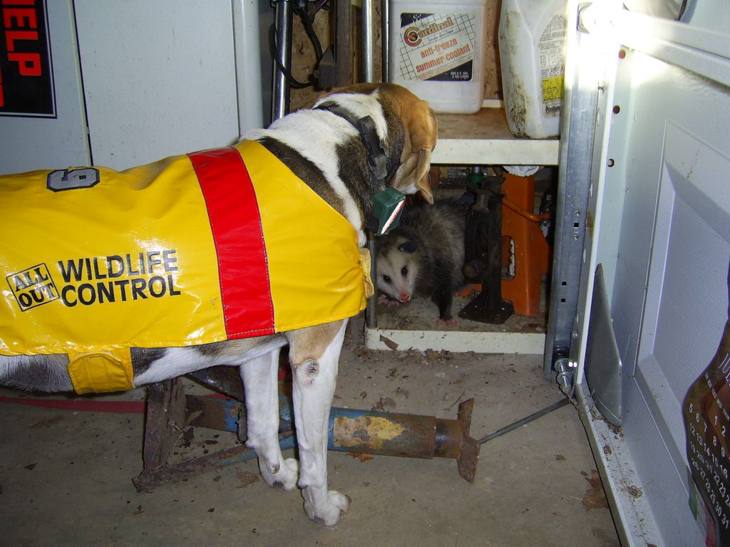 Dobro, our Search Dog, with an opossum