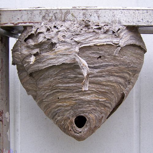 Bald-faced Hornet's nest-let us remove this for yo