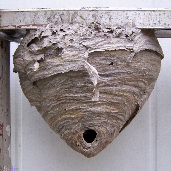 Bald-faced Hornet's nest-let us remove this for yo