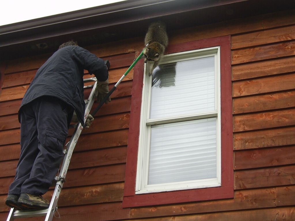 Raccoon removal