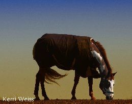 A great place to be a horse!