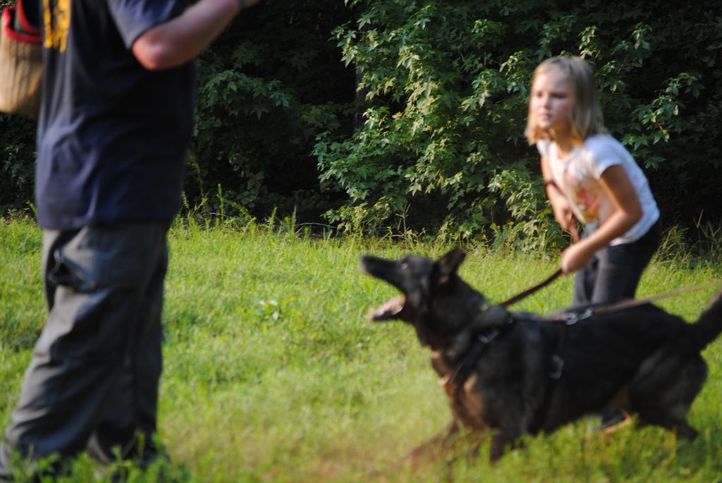 Protection - Dog placed on guard by 8 year old