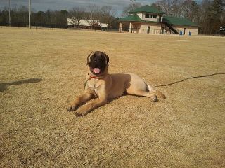 1 year old English Mastiff put in a stay