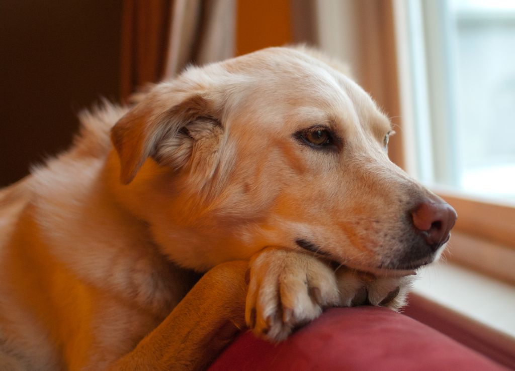 Pet portraits.