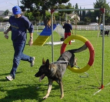 Come join the fun at our Canine Games Agility Cour