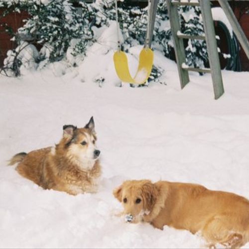 Lucky and Lilly enjoying the snow