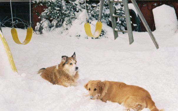 Lucky and Lilly enjoying the snow