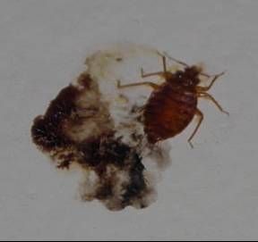 A bed bug "Smear", a once live bed bug crushed on 