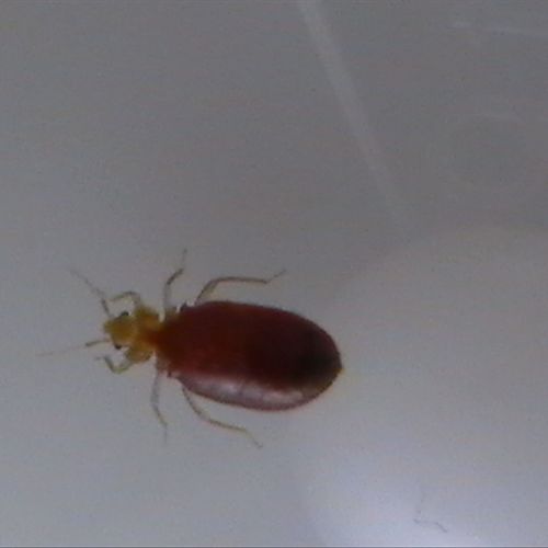 A 3rd instar bed bug immature freshly fed & fully 