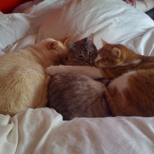 "My trois chats"  Murphy, Aspen, Sting