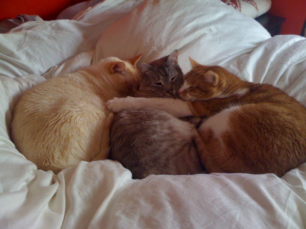 "My trois chats"  Murphy, Aspen, Sting