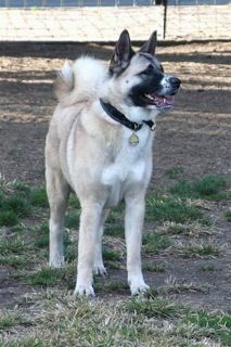 "I have much fun at the dog park!" Persey, San Mat