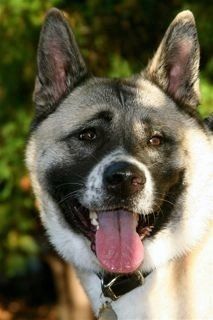 &quot;Overnight pet sitting is the only option for