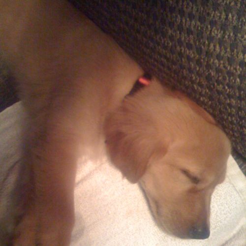 Sandi--our Golden Retreiver--as a pup.
