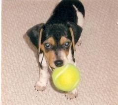 My Beagle Molly loves Tennis!!!
