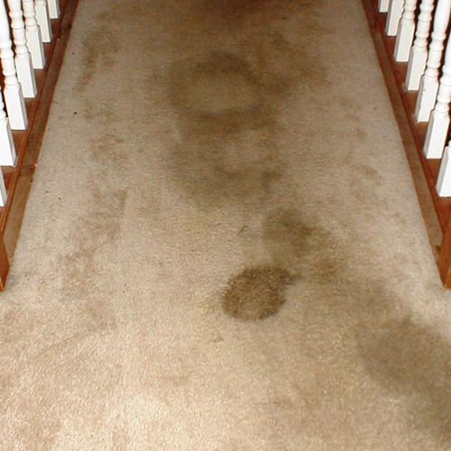 Heavy pet stains before pretreatment and cleaning
