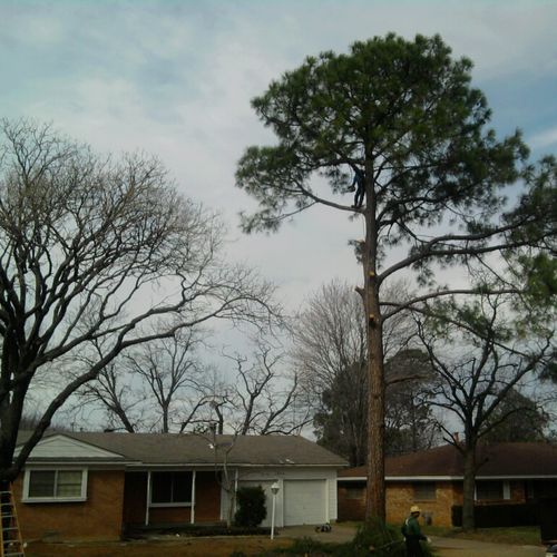 Removing a large Pine tree.