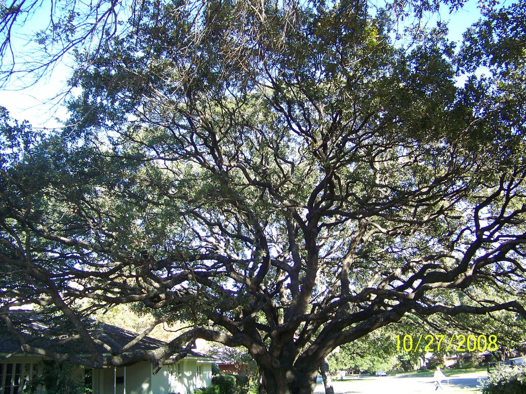 Wauson Tree Service