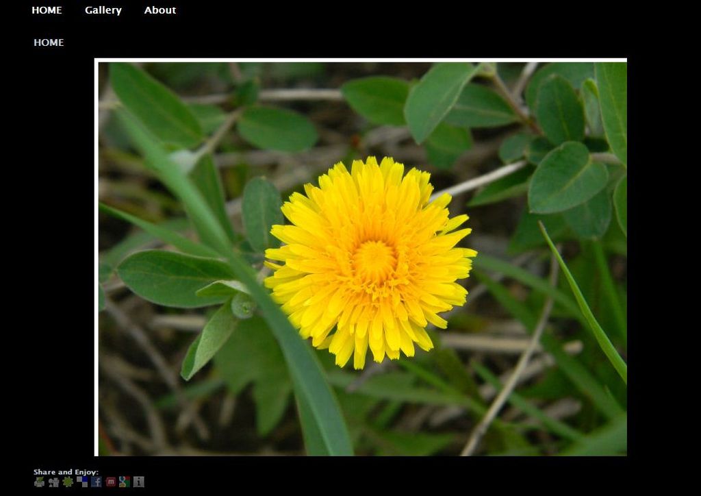 Website Template