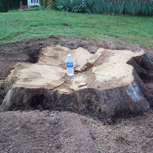 100 year old Oak stump