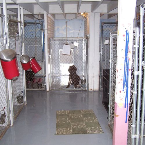 Inside of the dog kennel with doors to outside pot