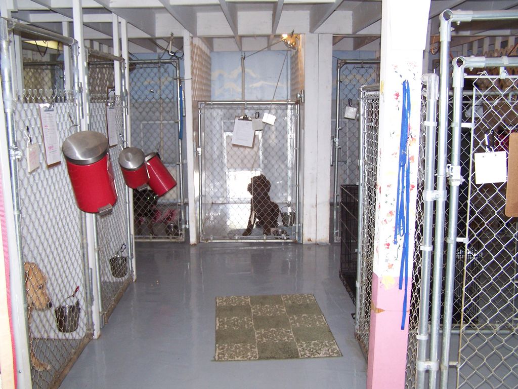 Inside of the dog kennel with doors to outside pot