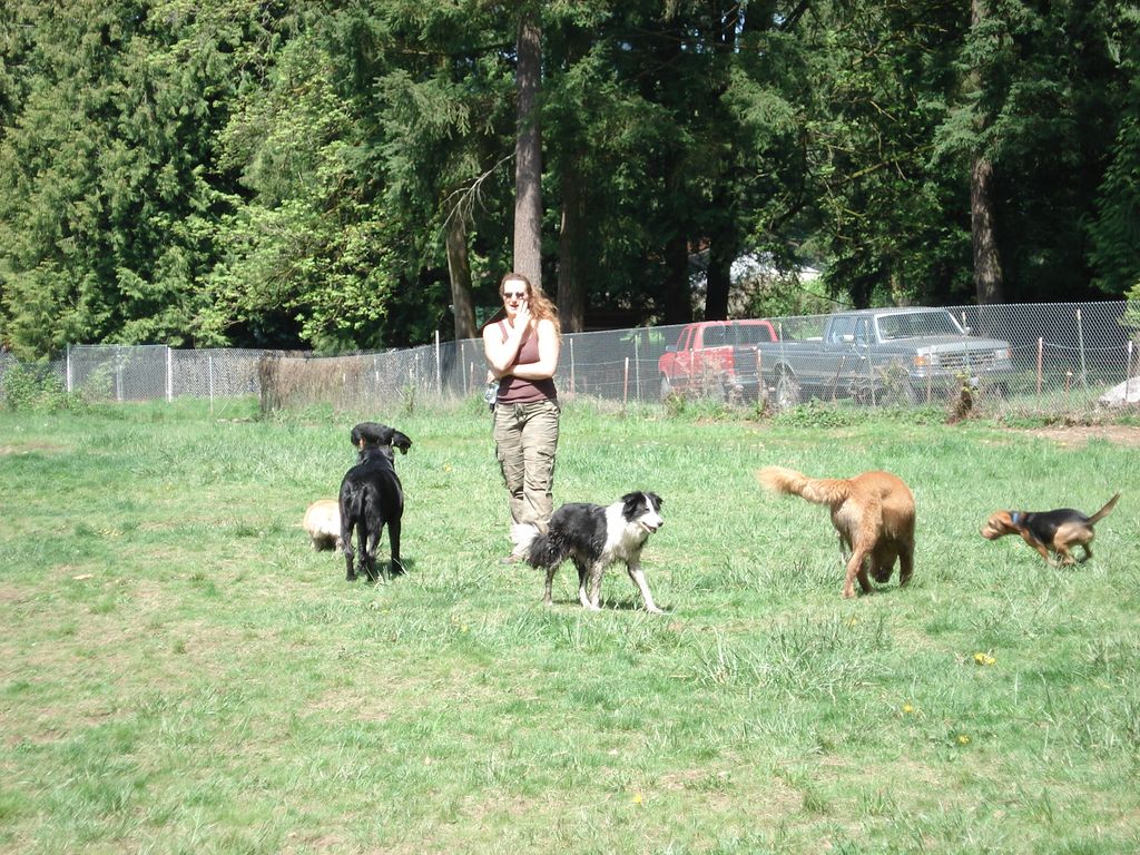 Summer day at the dog park.