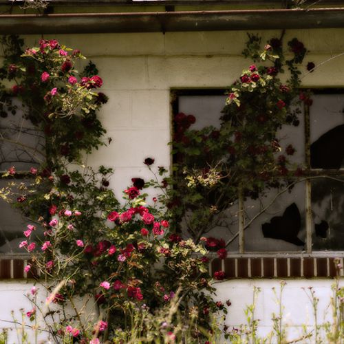 Roses on Decaying Barn