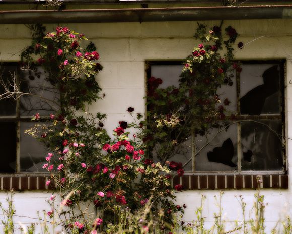 Roses on Decaying Barn