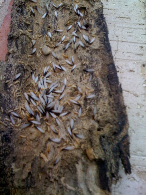 Termites In a bathroom wall