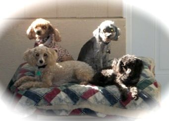 Some of our poodles:)