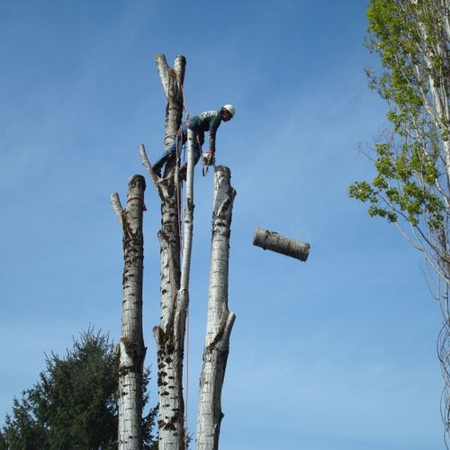 Removing a large Poplar tree in Gladstone, OR