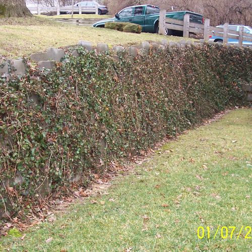 Vegetated retaining walls add green space to many 