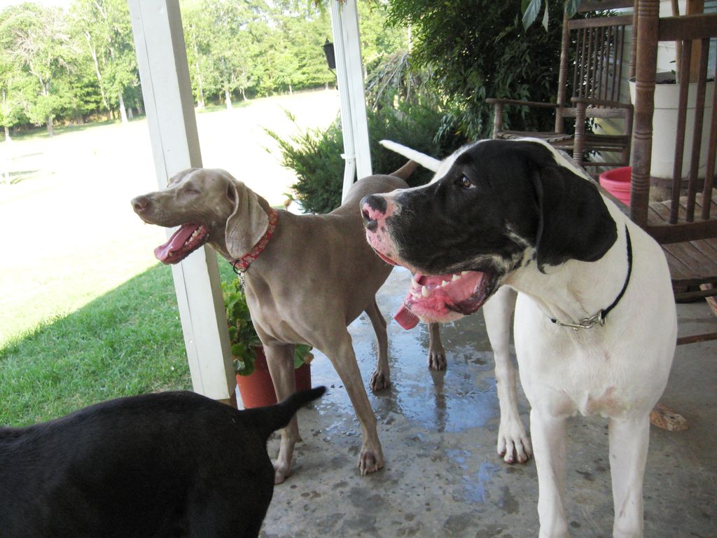 we love nothing more than happy tired dogs