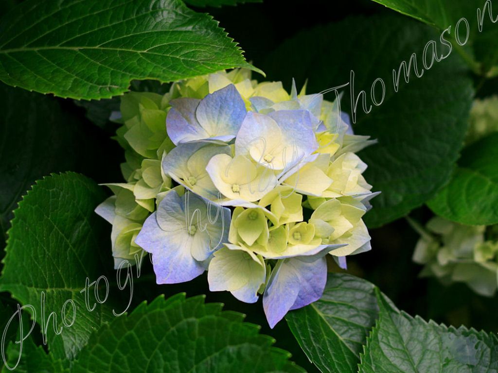 Nature Photos (Hydrangea)