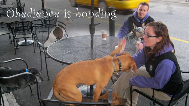 Obedience offers both your dog and you so many fre