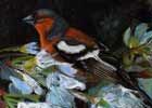 Chaffinch in Pear Tree, Oil, 9"x12"