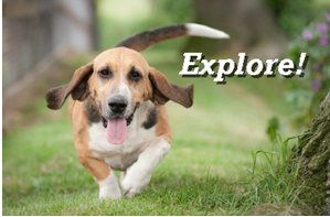 Free to Explore without the use of tie outs and ch