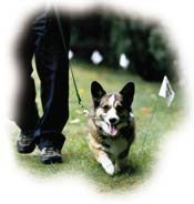 Fido learning his new boundaries.