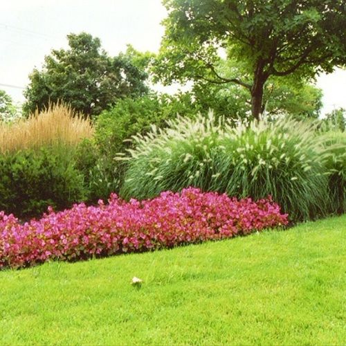 Annuals with grasses and shrubs