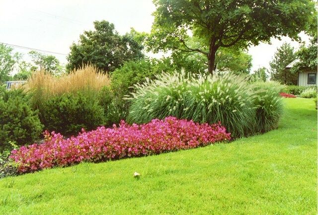 Annuals with grasses and shrubs