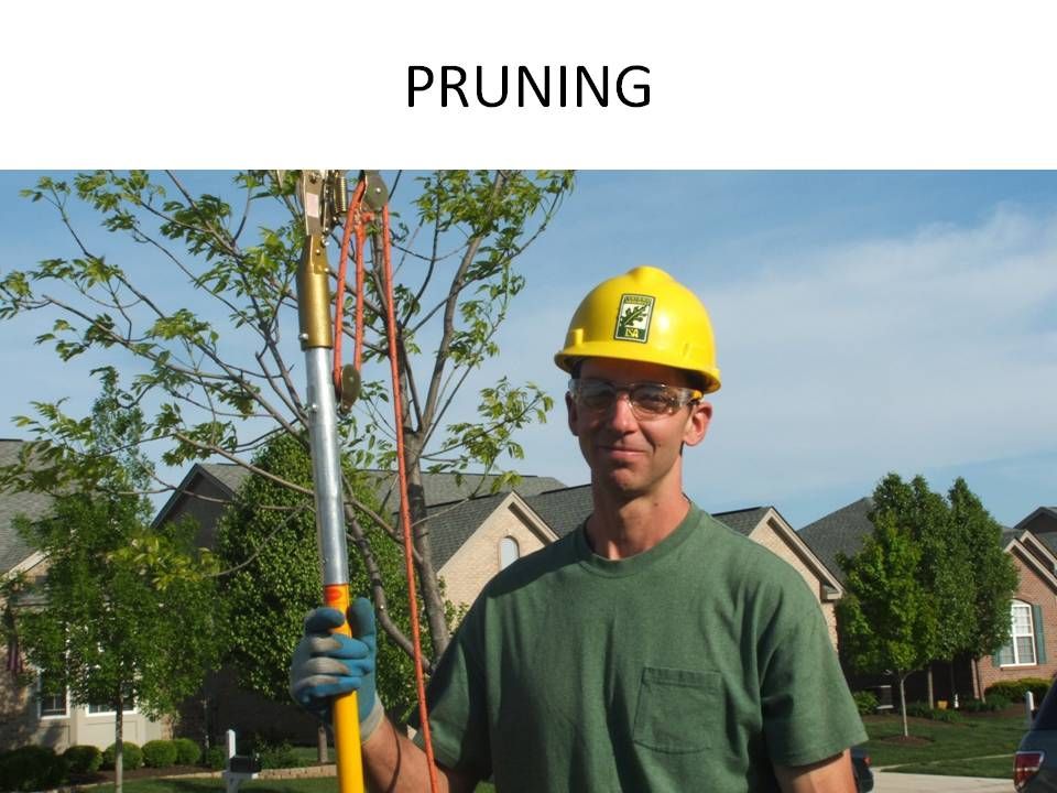 We offer a variety of specialized pruning includin