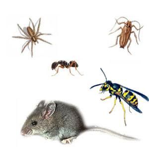 Insect Treatment Team