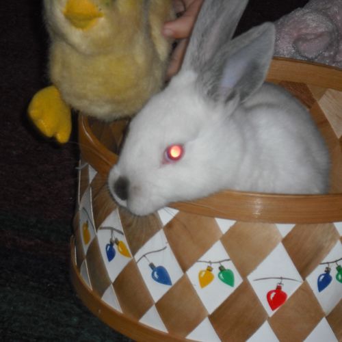 Meet "Beatrice Bunny"