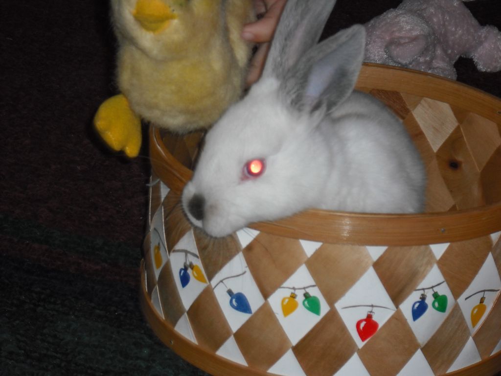 Meet "Beatrice Bunny"