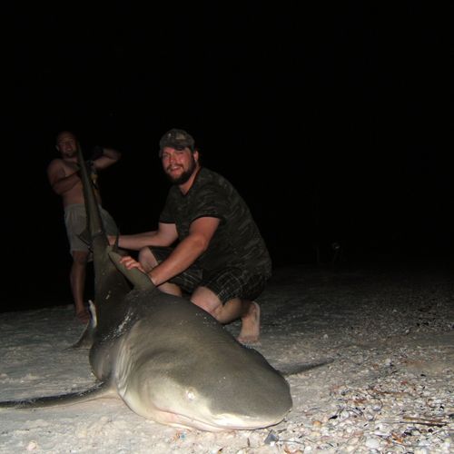 Big Lemon shark Sept 2011.