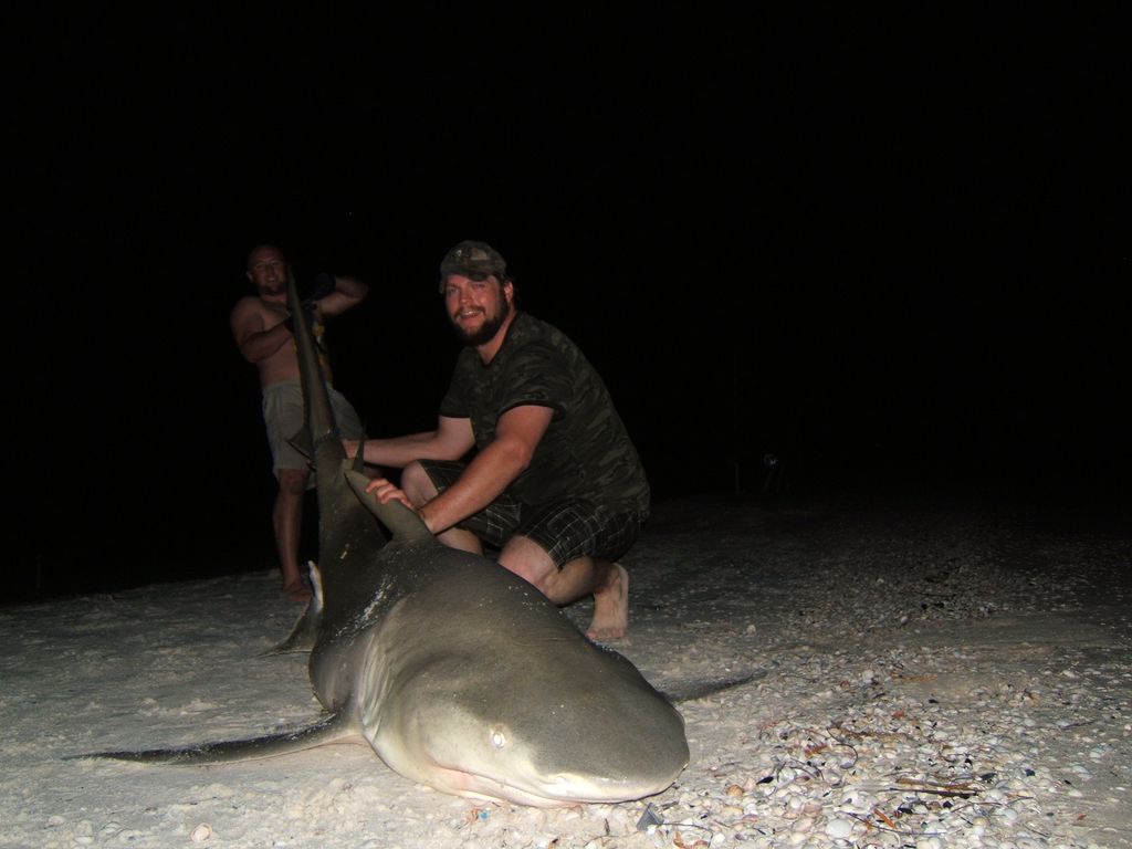 Big Lemon shark Sept 2011.