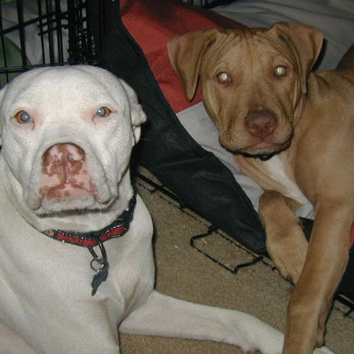 These two female pit bulls are always as you see t