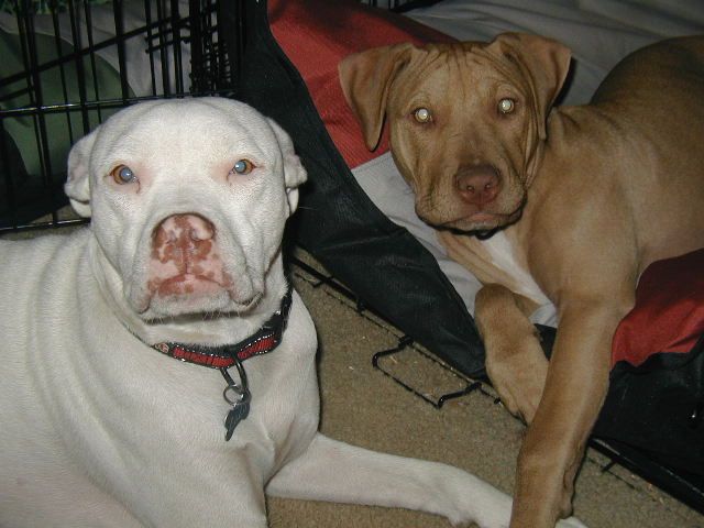 These two female pit bulls are always as you see t