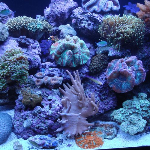 90 gallon large polyp stony coral predominant reef